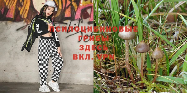 сатива Вязники